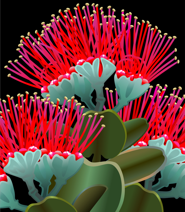 Ohia Lehua Hawaiian plant vector color illustration, color drawing by