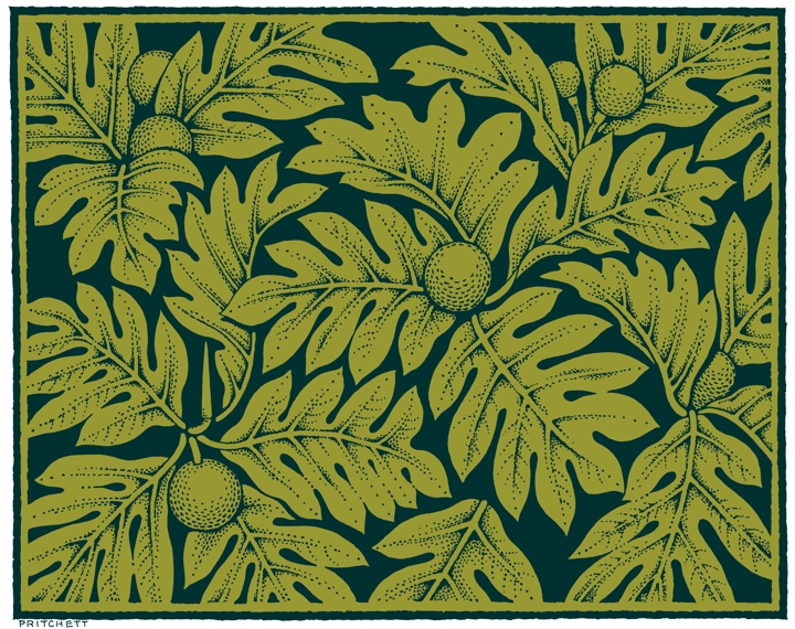 ‘ulu, breadfruit tree Hawaiian plant color illustration, color drawing